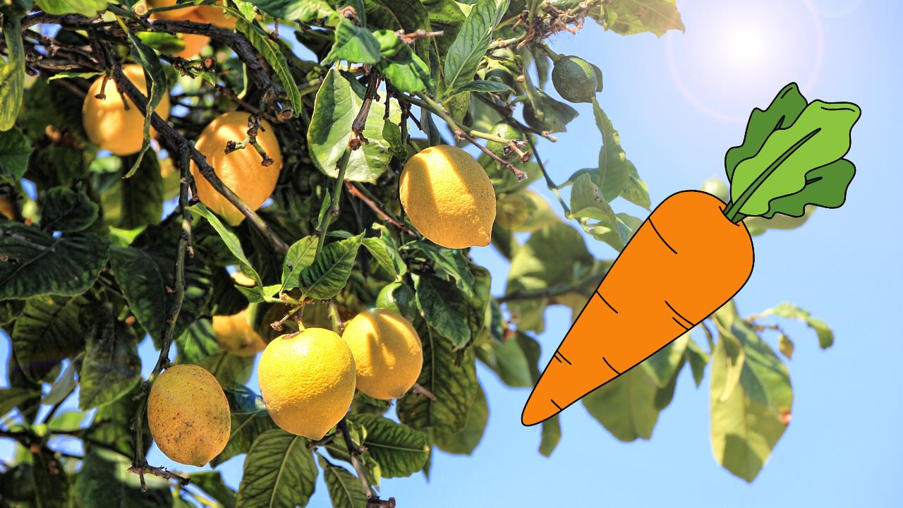 Descubre cómo utilizar una zanahoria para potenciar el crecimiento de tu limonero